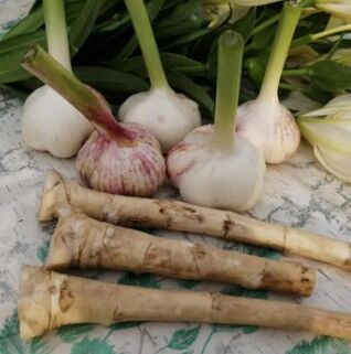 horseradish និងខ្ទឹមសប្រឆាំងនឹង lamblia