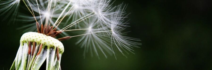 dandelion ប្រឆាំងនឹងពពួក Worm