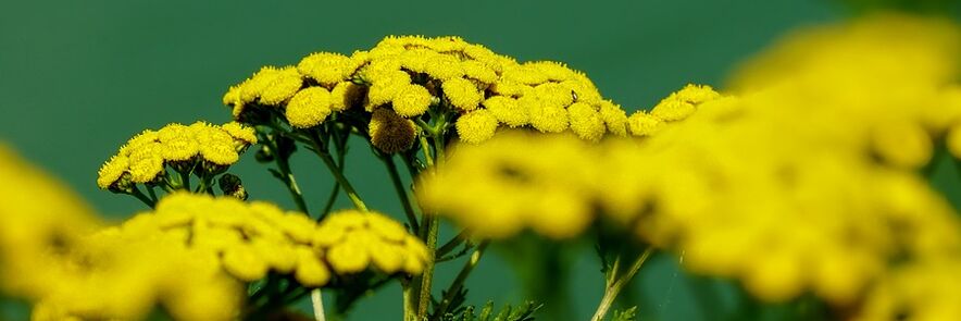 tansy ប្រឆាំងនឹងពពួក Worm