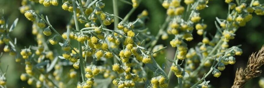 wormwood ប្រឆាំងនឹងពពួក Worm