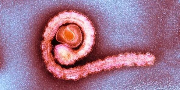 ដង្កូវត្មាតក្នុងខ្លួនមនុស្ស